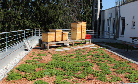Bienenstöcke auf Terrasse_450