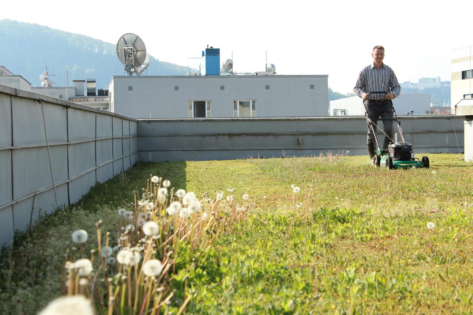 Haustechniker Stevo Jovanovic mäht die begrünte Dachfläche des Techno-Z